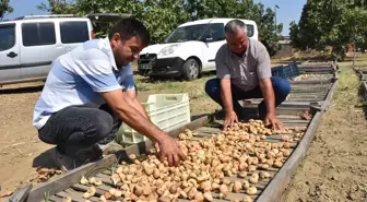 Aydın’da Sezonun İlk Kuru İnciri 400 Liradan Satın Alındı