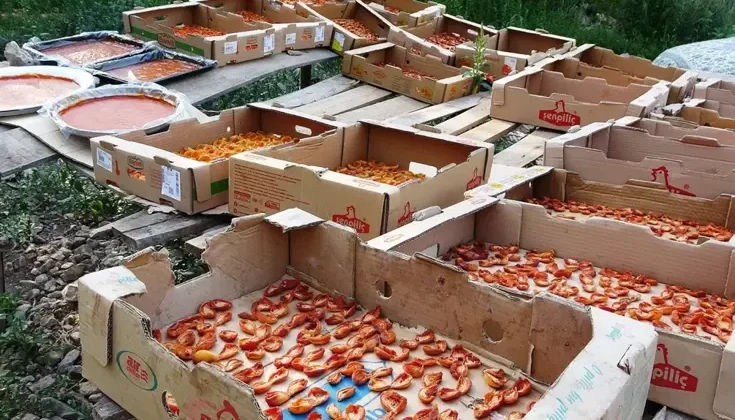 Bu sene verim yüksek! Van’da kayısının kilosu 300 TL’ye satılıyor